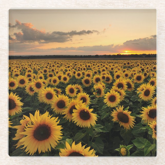 Flowers | Sunflower Field Glasuntersetzer (Vorderseite)