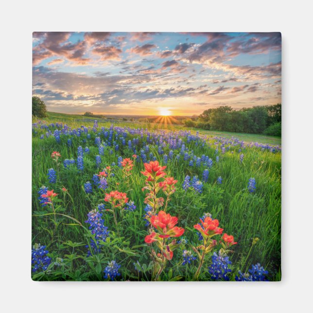 Flowers | Texas Bluebonnets & Indian Paintbrush Magnet (Vorne)