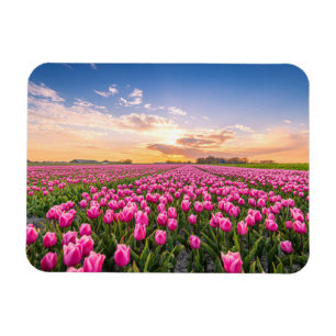 Flowers   Tulips South Holland, Netherlands Magnet