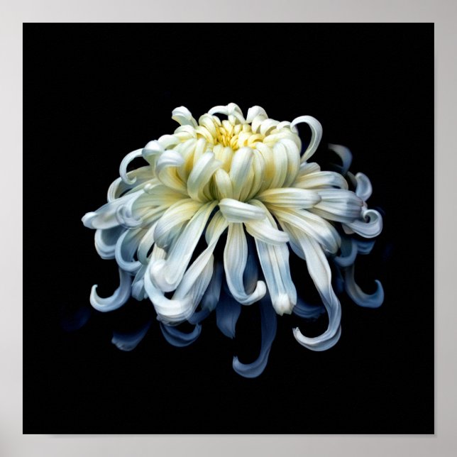 Flowers White Chrysanthemum Poster (Vorne)