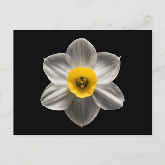 Flowers | White Daffodil Flower Postkarte (Vorderseite)