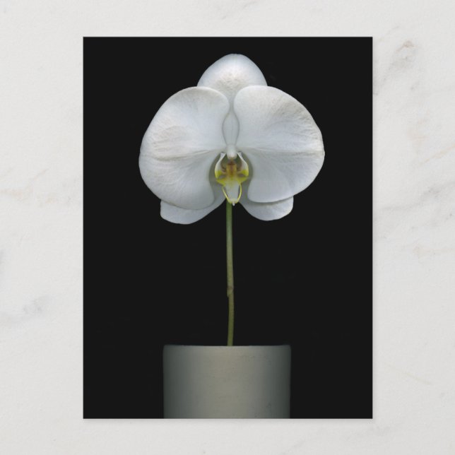 Flowers | White Orchid Flower Postkarte (Vorderseite)