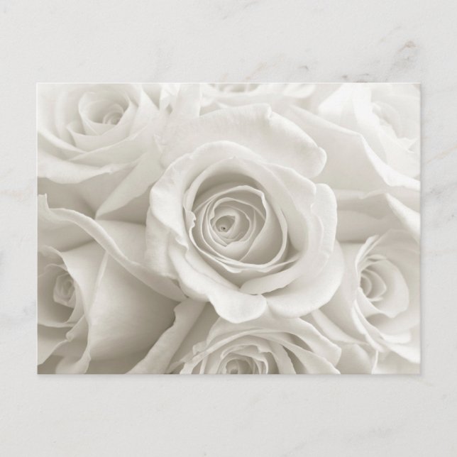 Flowers | White Roses Postkarte (Vorderseite)