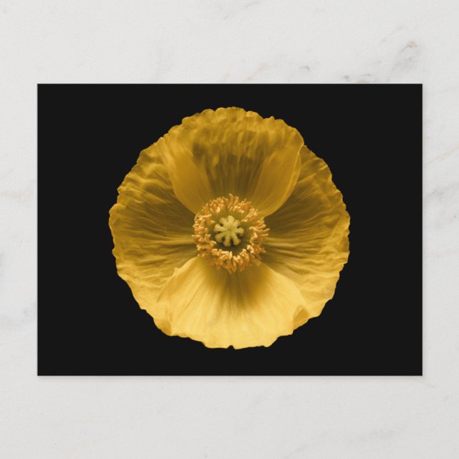 Flowers | Yellow Poppy Postkarte (Vorderseite)