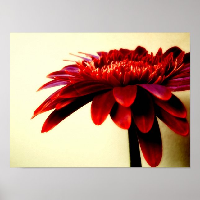 FLOWERSERIES-007 POSTER (Vorne)