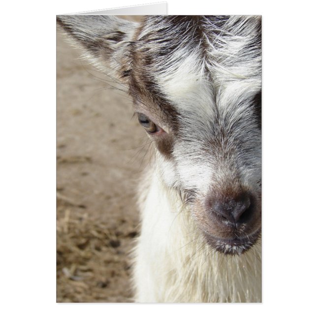 Flüchtige Blick-A-Boo (Vorne)