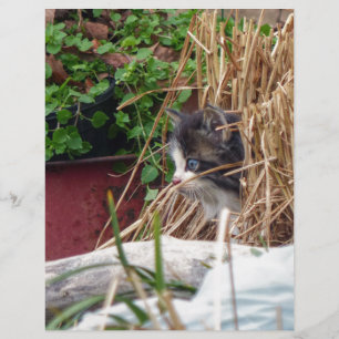 Flüchtige Blick-a-Boo