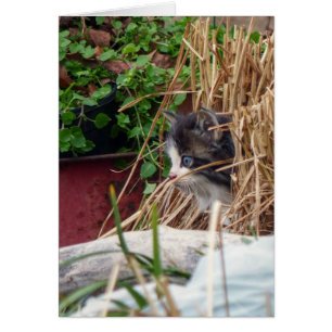 Flüchtige Blick-a-Boo