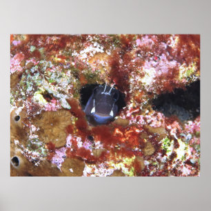 Flüchtige Blick a Boo Blenny Poster