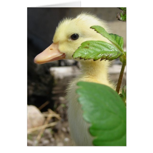 Flüchtige Blick-A-Boo-Duckling (Vorne)