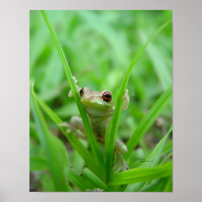 Flüchtige Blick A Boo Frosch Poster (Vorne)