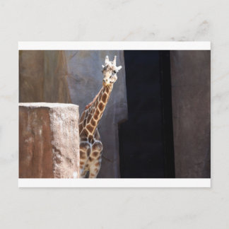 flüchtige Blick-a-boo-Giraffe Postkarte