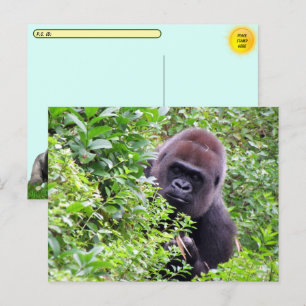 Flüchtige Blick-A-Boo Gorilla einschließlich ID-#  Postkarte