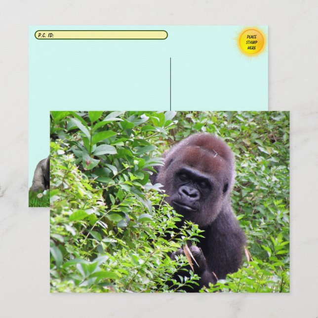 Flüchtige Blick-A-Boo Gorilla einschließlich ID-#  Postkarte (Vorne/Hinten)