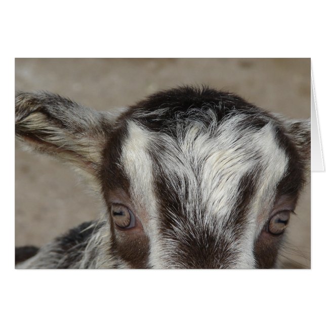 Flüchtige Blick-A-Boo Ich sehe dich (Vorderseite (Horizontal))