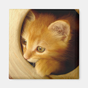 Flüchtige Blick-A-Boo! Kitten - Magnet