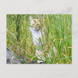 Flüchtige Blick-a-boo-kitty-Postkarte Postkarte