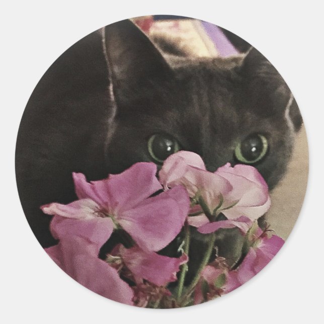 Flüchtige Blick-a-Boo Kitty Stickers (Vorderseite)