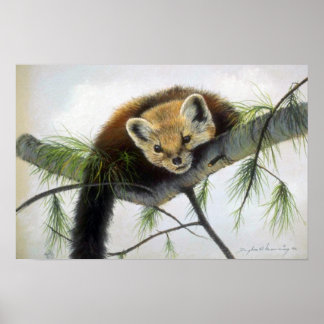 Flüchtige Blick-a-boo, Pine Marten Poster