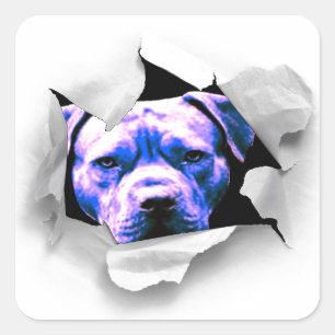 Flüchtige Blick A Boo Pit Bull Quadratischer Aufkleber