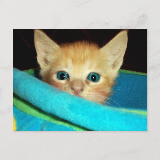 FLÜCHTIGE BLICK-A-BOO POSTKARTE (Vorderseite)