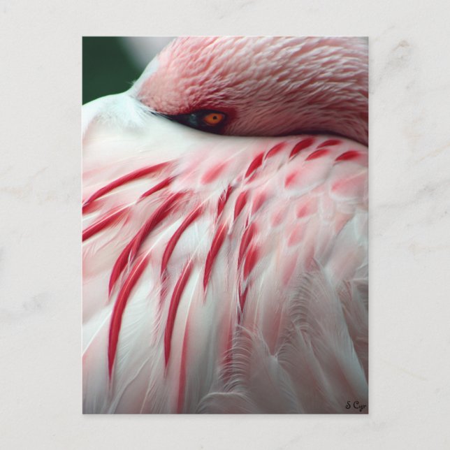 Flüchtige Blick a Boo Postkarte (Vorderseite)