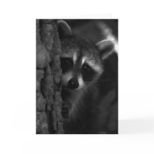 Flüchtige Blick-a-Boo-Raccoon