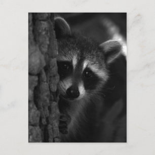 flüchtige Blick-a-Boo-Raccoon Postkarte
