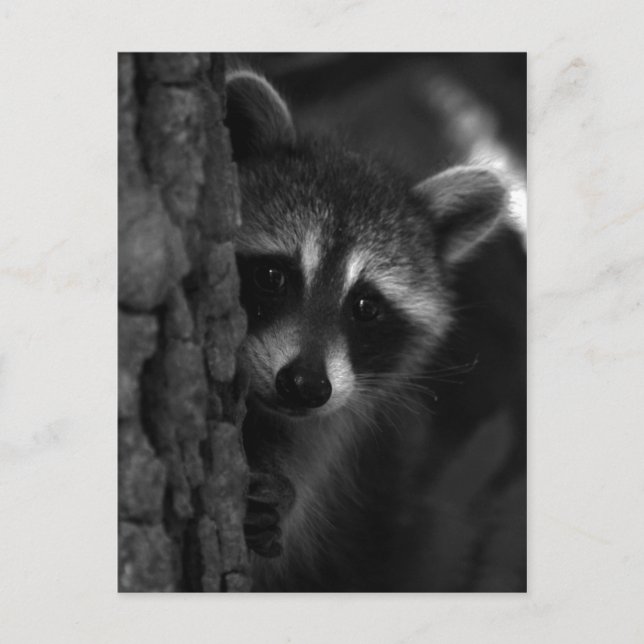 flüchtige Blick-a-Boo-Raccoon Postkarte (Vorderseite)
