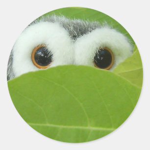 Flüchtige Blick-A-Boo Runder Aufkleber