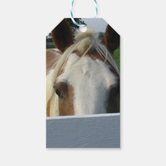 Flüchtige Blick ein Boo Palomino Pferd Hinter Zaun Geschenkanhänger