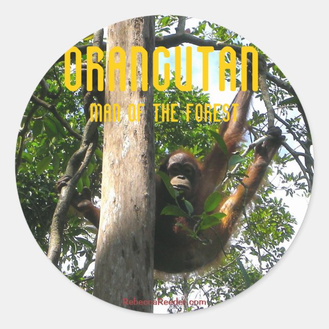 Flüchtige Blick eines Primats - Orang-Utan-Aufkleb Runder Aufkleber (Vorderseite)