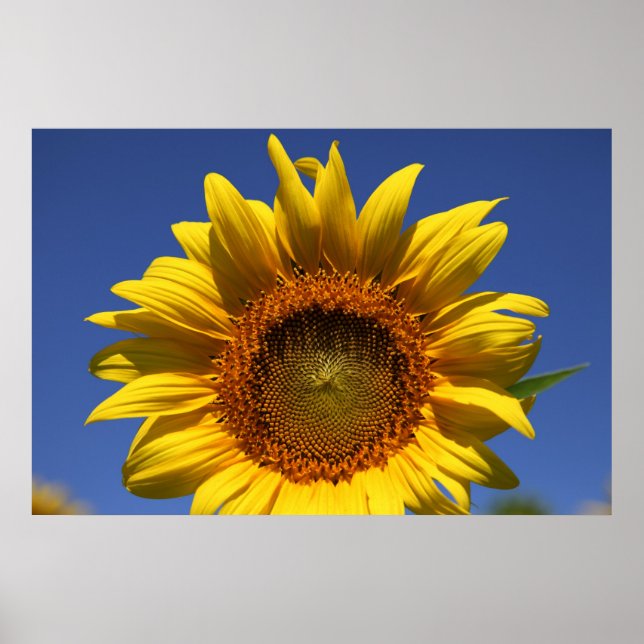 Flüchtige Blick Poster (Vorne)