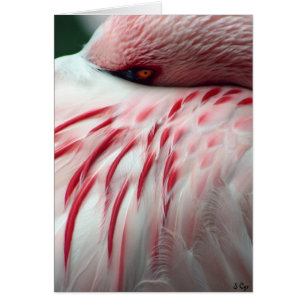 Flüchtiger Blick ein Boo