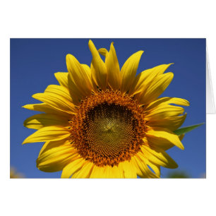 Flüchtiger Blick ein Boo