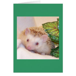 Flüchtiger Blick ein Boo-Igel