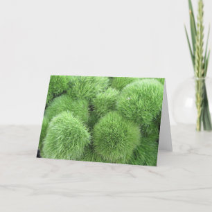 Fluff Ball Flowers! Green Dianthus Frameable Art Karte