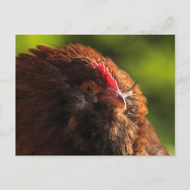 FluffaDerp Postcard Postkarte (Vorderseite)