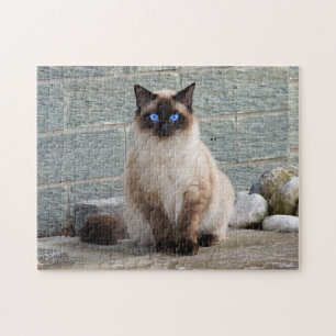Fluffe Katze mit blauen Augen Puzzle