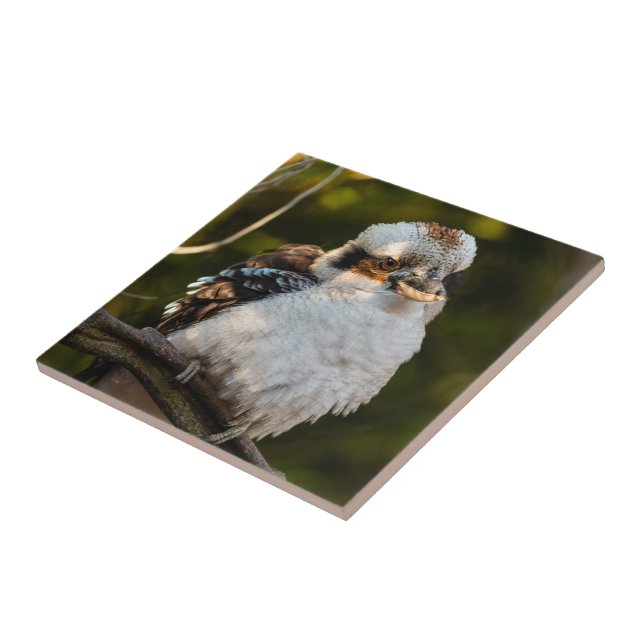 Fluffed up lacht kookaburra fliese (Seite)