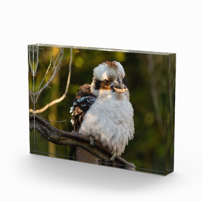 Fluffed up lacht kookaburra fotoblock (Rechts)