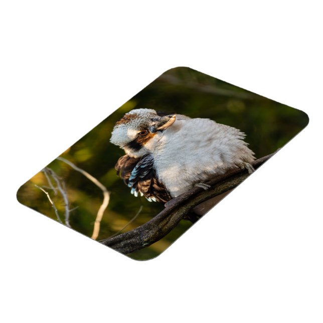 Fluffed up lacht kookaburra magnet (Linke Seite)