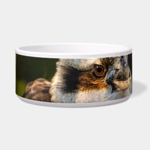 Fluffed up lacht kookaburra napf