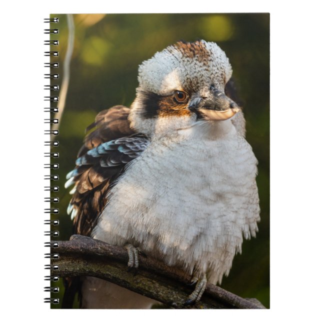 Fluffed up lacht kookaburra notizblock (Vorderseite)