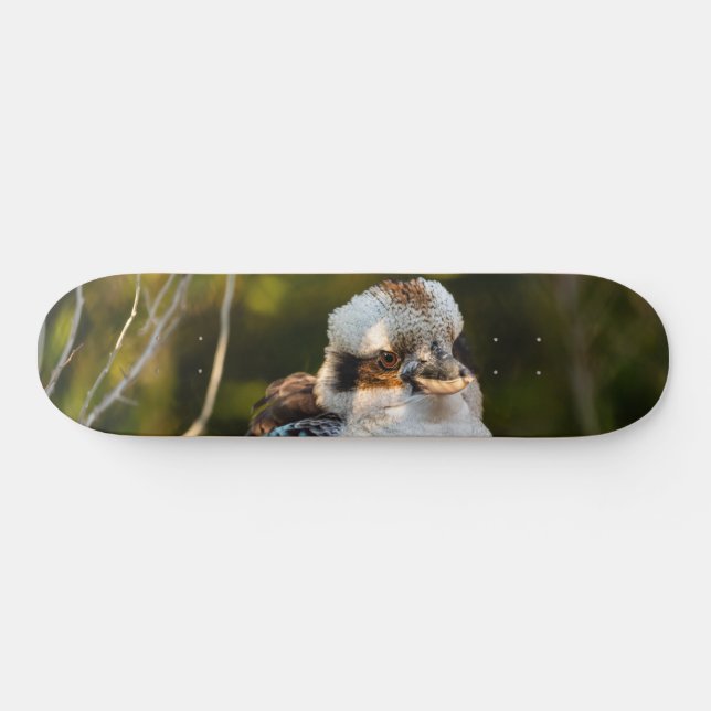 Fluffed up lacht kookaburra skateboard (Horizontal)