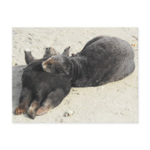 Fluffiest Pillow Sea Otter