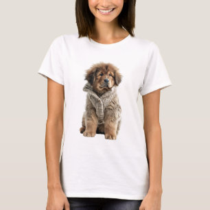 Fluffiger brauner tibetischer Mastiff-Welpe in ein T-Shirt