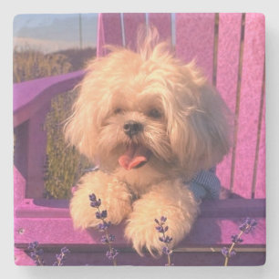 Fluffiger süßer Shih Tzu Spielzeug Welpe, glücklic Steinuntersetzer