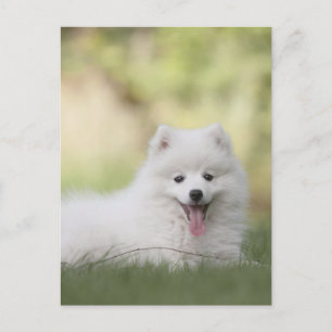 Fluffiger weißer Keeshond-Welpe Postkarte
