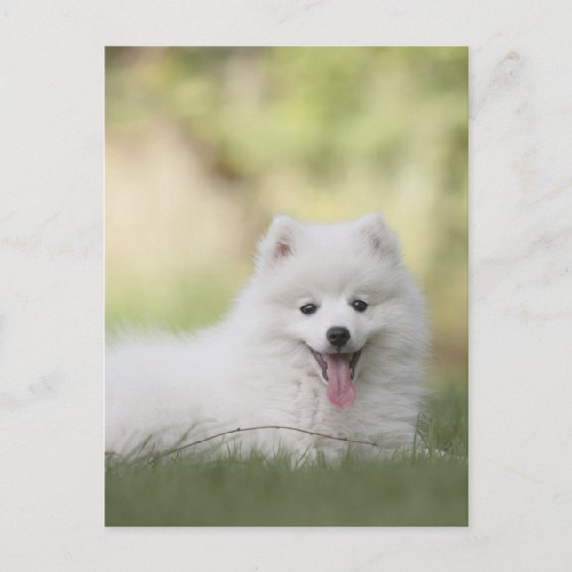 Fluffiger weißer Keeshond-Welpe Postkarte (Vorderseite)